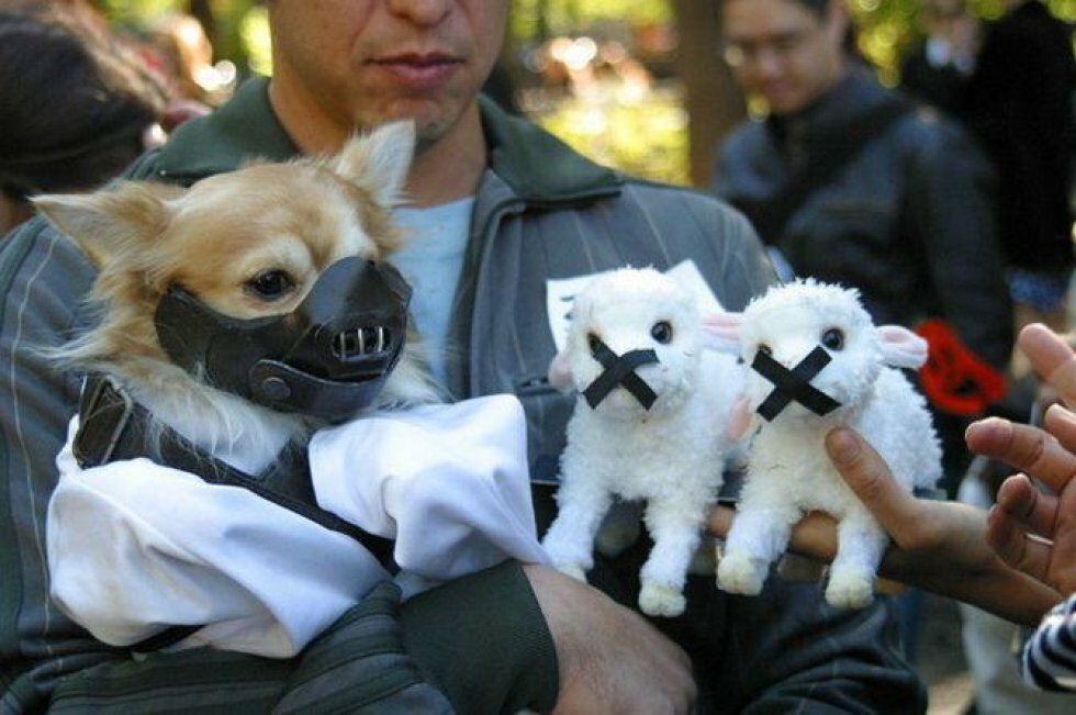 Hunde i film-kostumer