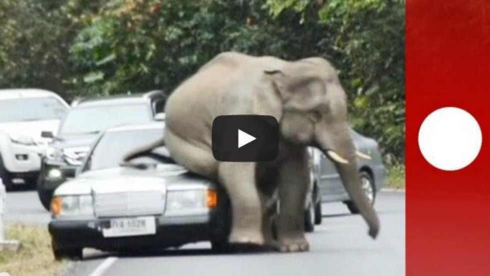 Elefant hader biler