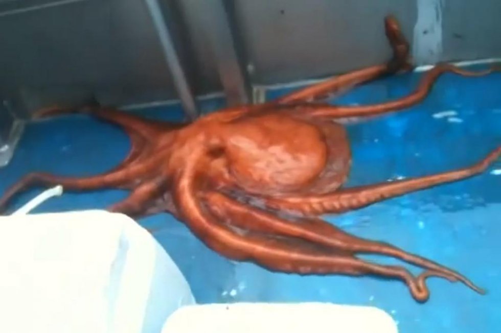 Denne blæksprutte vil hjemsøge dig resten af livet
