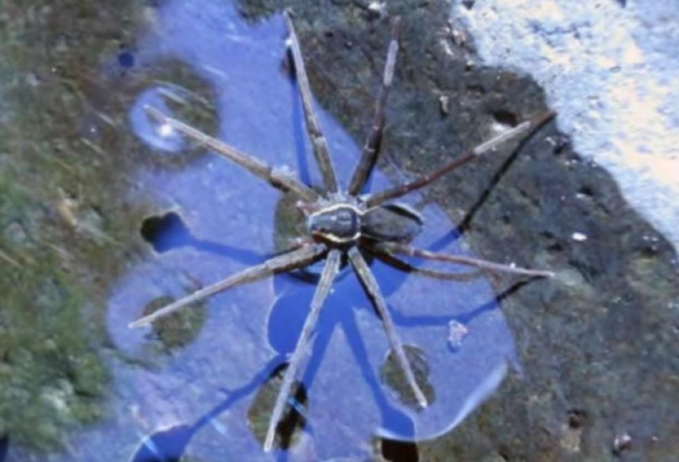 Ny edderkop art opdaget - og den kan svømme