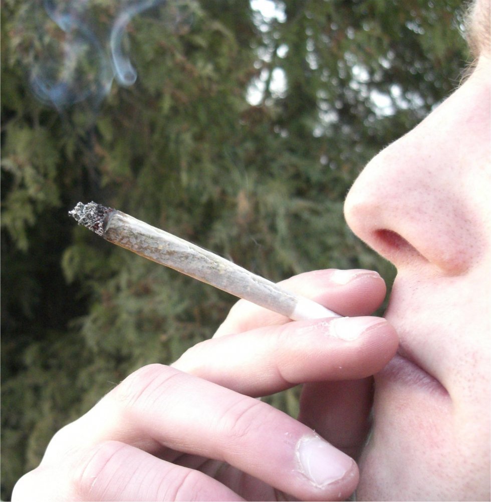 Wikipedia - Stort studie afslører: Det sker der når du ryger meget cannabis 