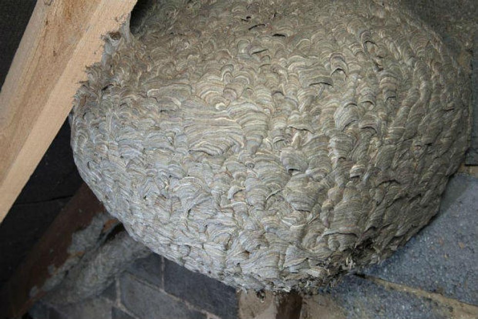 Mareridt: 10.000 hvepse flyttede ind og lavede et hvepsebo fra helvede