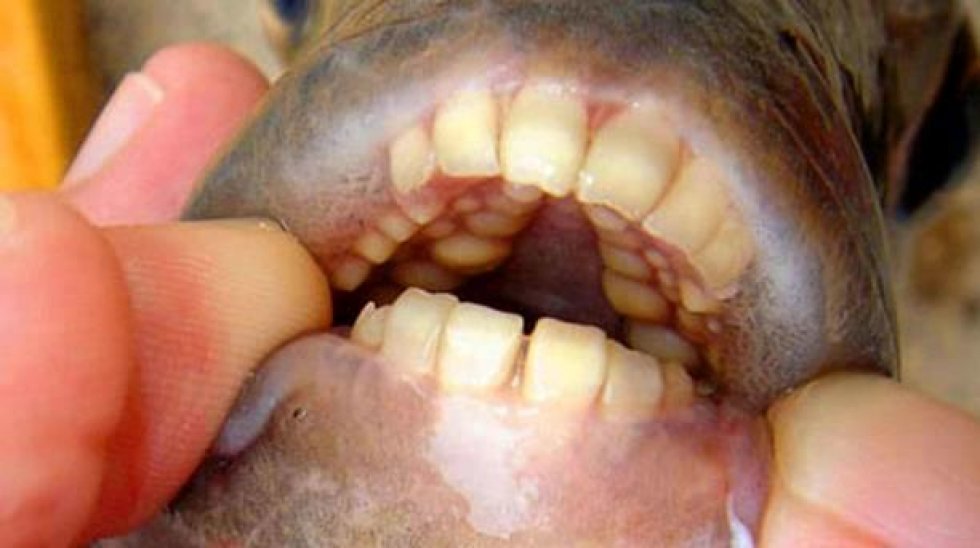 Aaaav! Klunke-knusende fisk fanget i amerikansk sø
