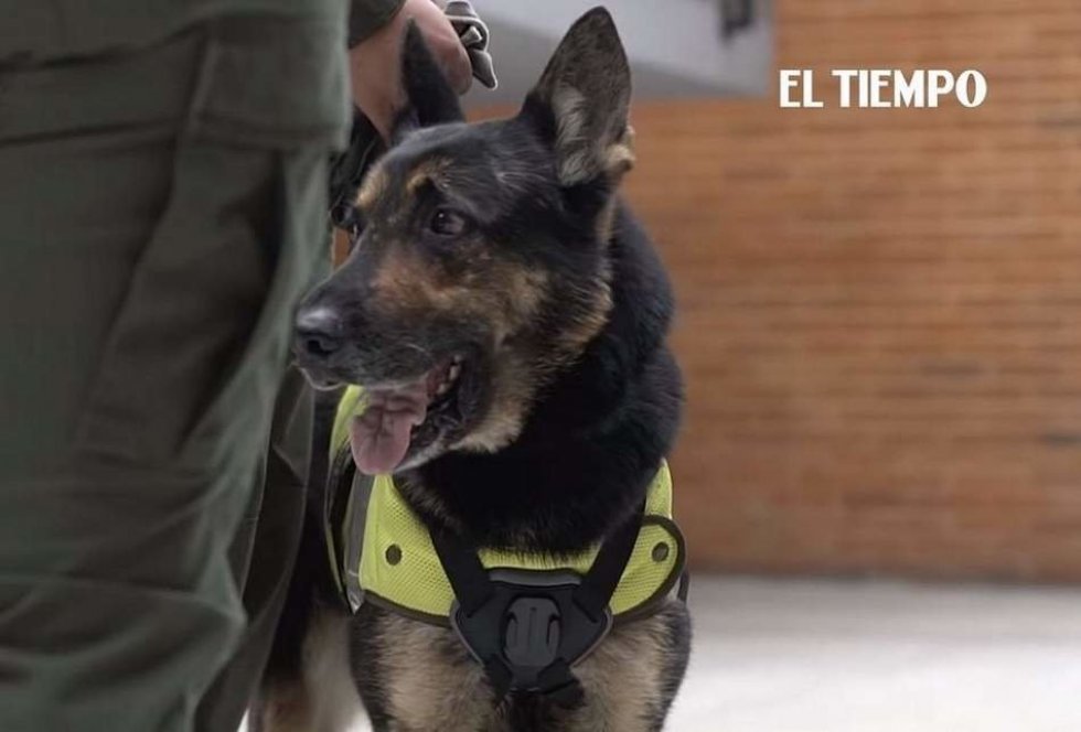 Columbiansk narkokartel har sat en heftig dusør på en narkohund
