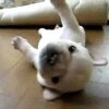 Puppy Cant Get Up - Aaaawwwww...