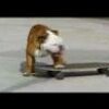 Skateboarding Dog - Verdens mest kendte internet-dyr