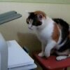 Pussy versus Printer - Verdens mest kendte internet-dyr