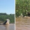 Jaguar And Caiman Wrestle To Death - Dødskamp mellem jaguar og krokodille fanget på video