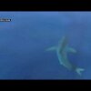 Great White shark spotted off Spanish coast - Se videoen: 5 meter lang hvidhaj dukker op ved Mallorcas kyst