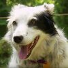 Dog Understands 1022 Words | Super Smart Animals | BBC Earth - Verdens klogeste hund forstår 1.022 ord - se hvordan den kommunikerer med sin ejer