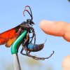 STUNG by a TARANTULA HAWK! - Sindssyg mand stikker sig selv med det næstmest smertefulde insekt i verden