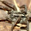 Spider's Creepy Mating 'Purr' Recorded by Researchers | Video - Kvinde blev mødt af mareridtssyn, da hun ville aflæse sin strømmåler