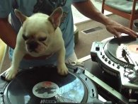 DJ Dog!