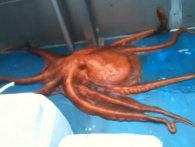 Denne blæksprutte vil hjemsøge dig resten af livet