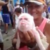 Denne gris er født med testikler i stedet for øjne