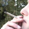Wikipedia - Stort studie afslører: Det sker der når du ryger meget cannabis 