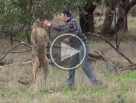 Her er årets boksebrag: Mand vs. arrig kænguru