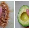 Kvinde udfordrer Instagrams censur: Fingerknepper frugter i massevis