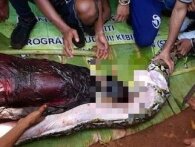 Kvinde fundet i maven af 8 meter lang pyton