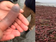 Titusindevis af 'penisfisk' skyller i land på en strand