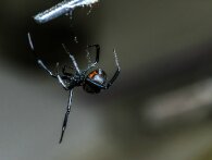 Tre brødre lod en sort enke-edderkop bide dem i håb om, at de blev superhelte