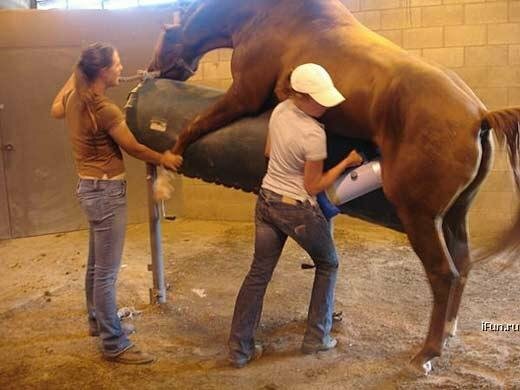 Grabsikis Horse At Sikişi