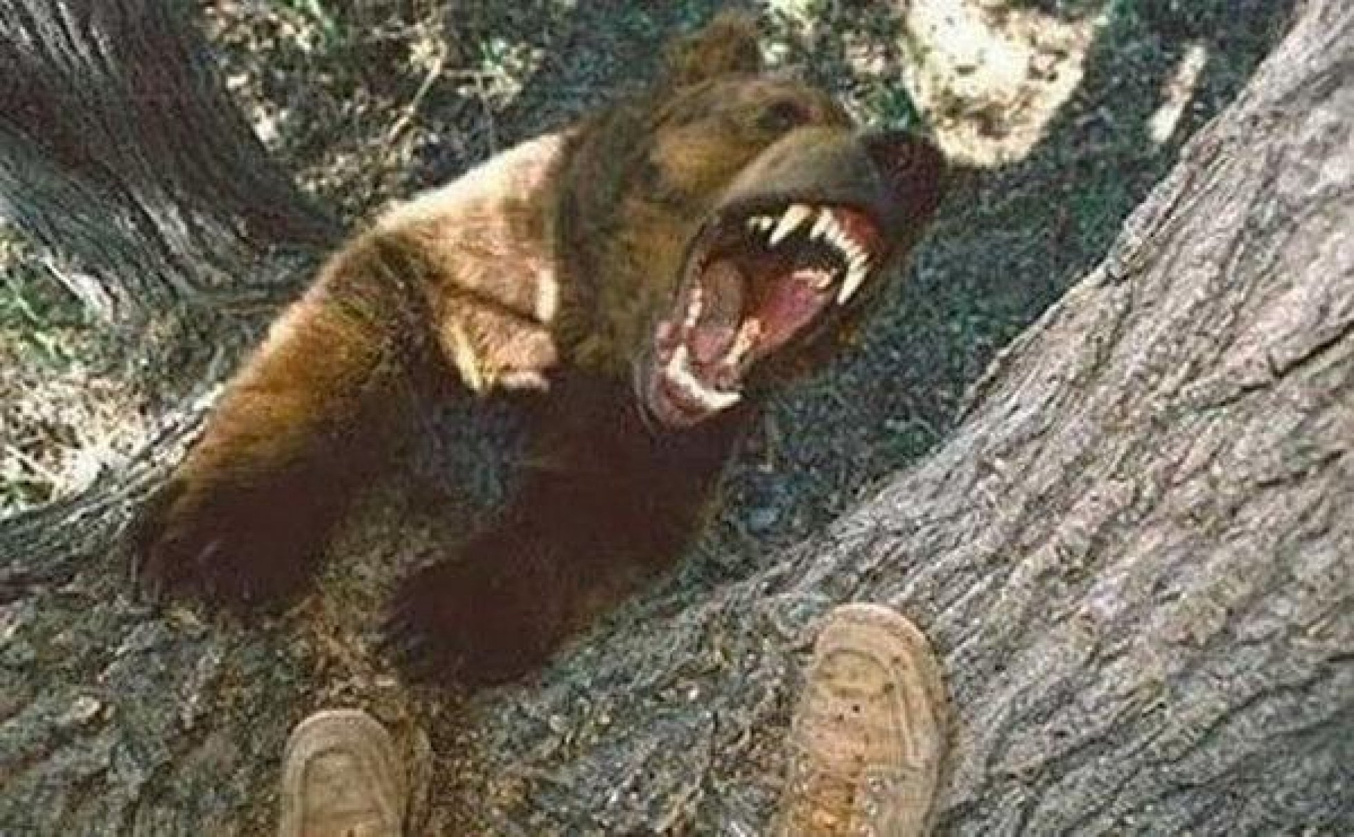 фото медведя перед смертью японца