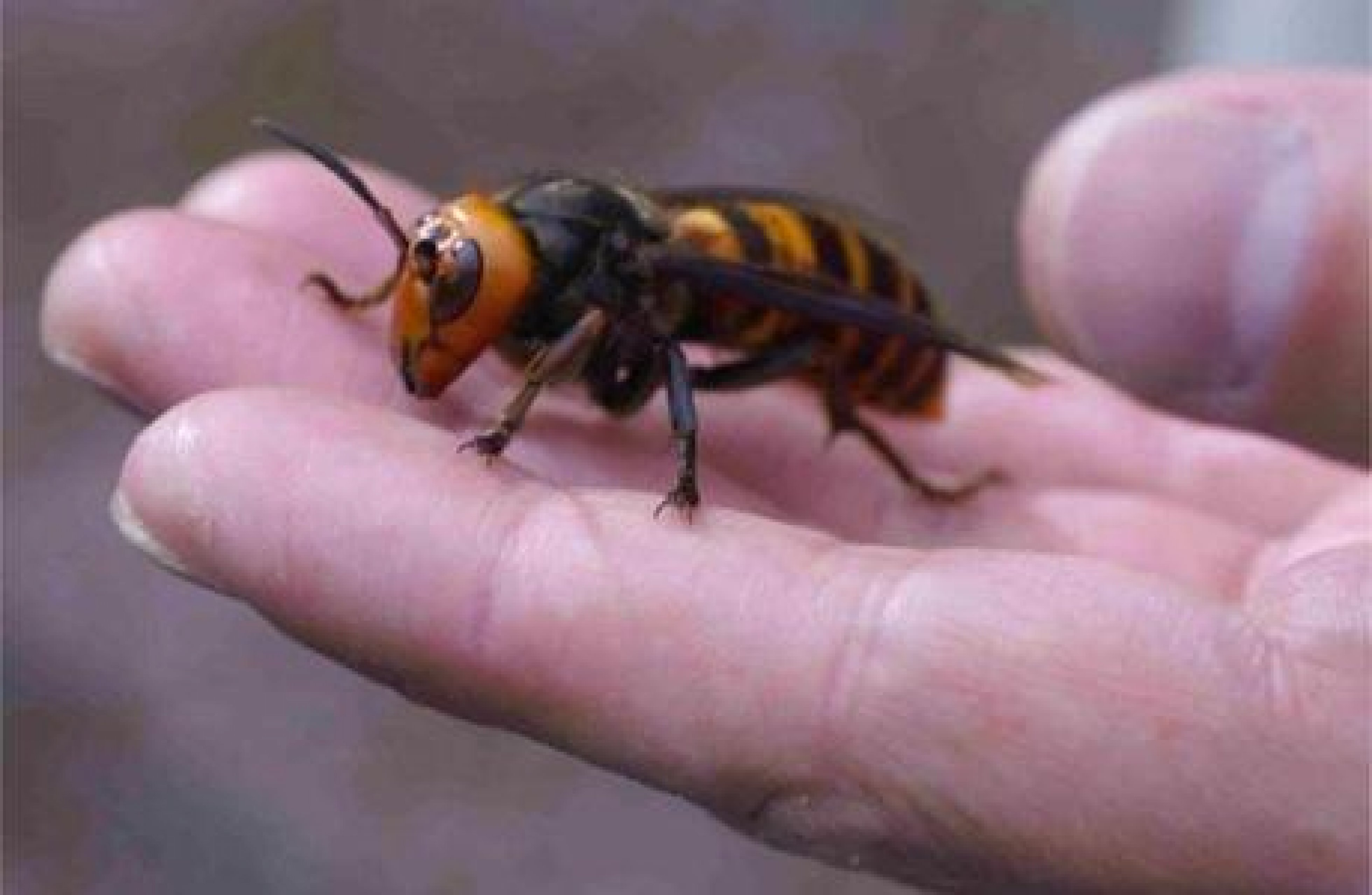 Giant Japanese Hornet