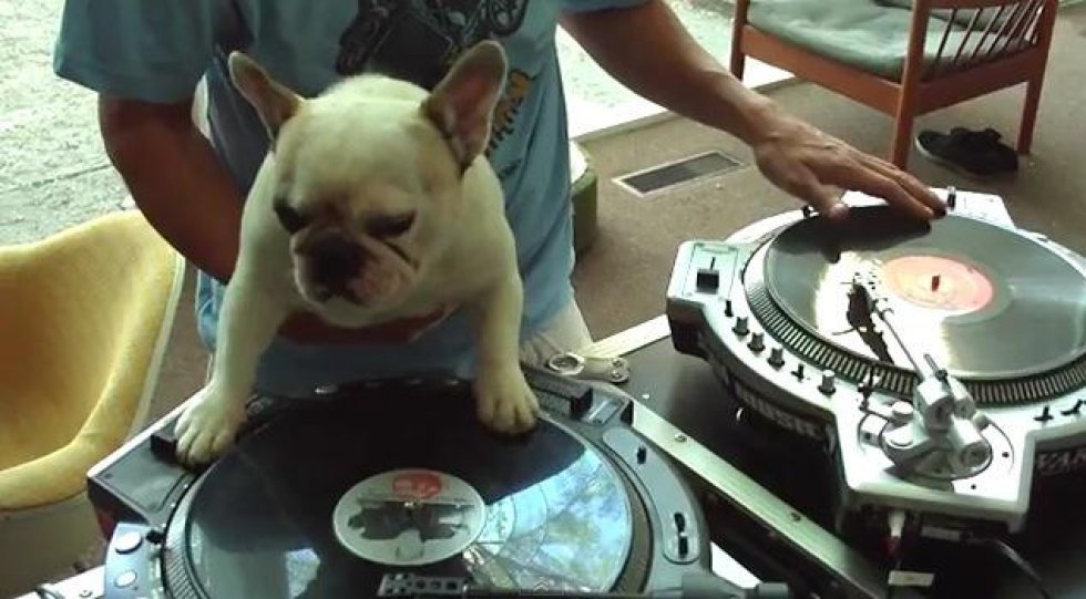 DJ Dog!