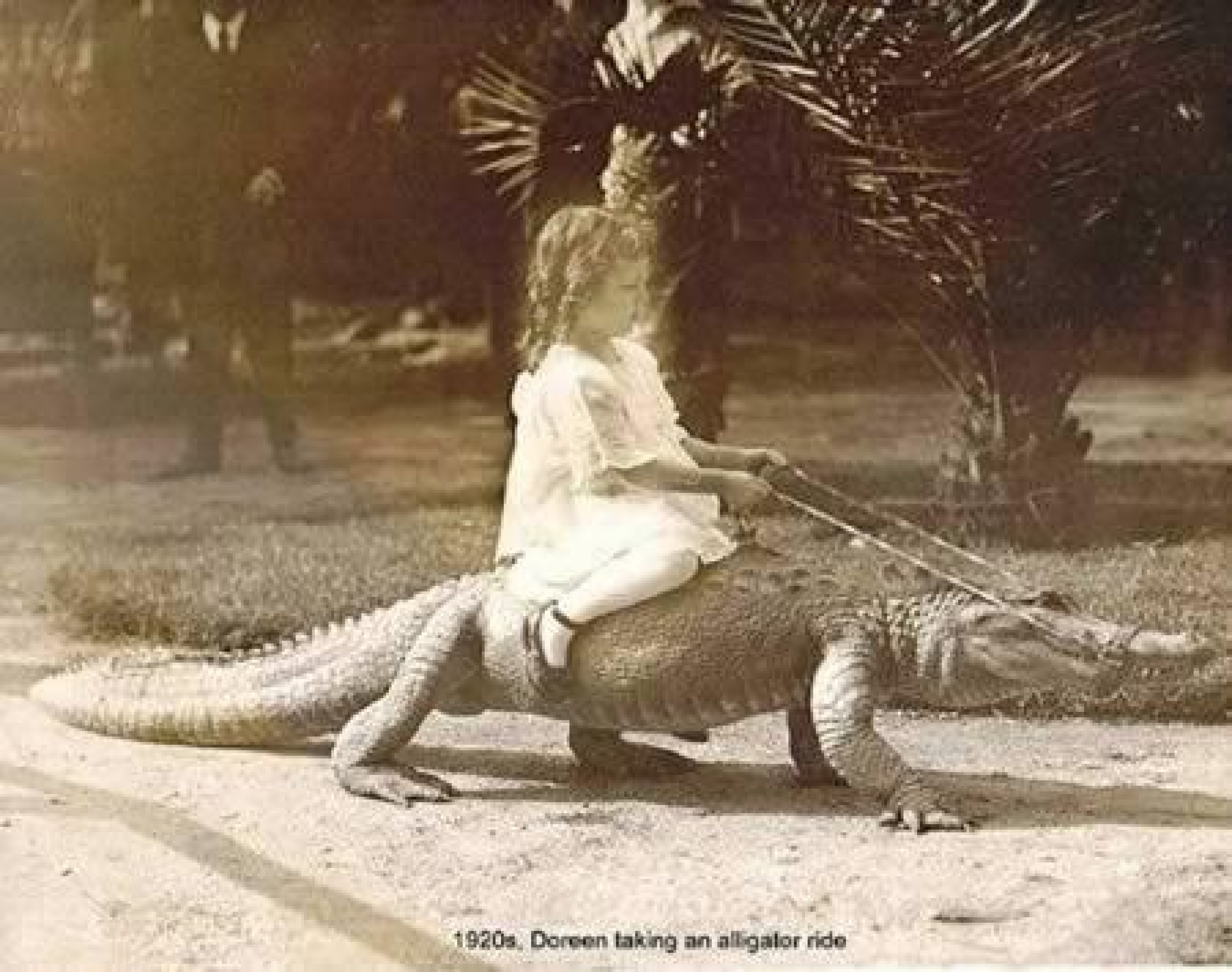 Девочка верхом на крокодиле