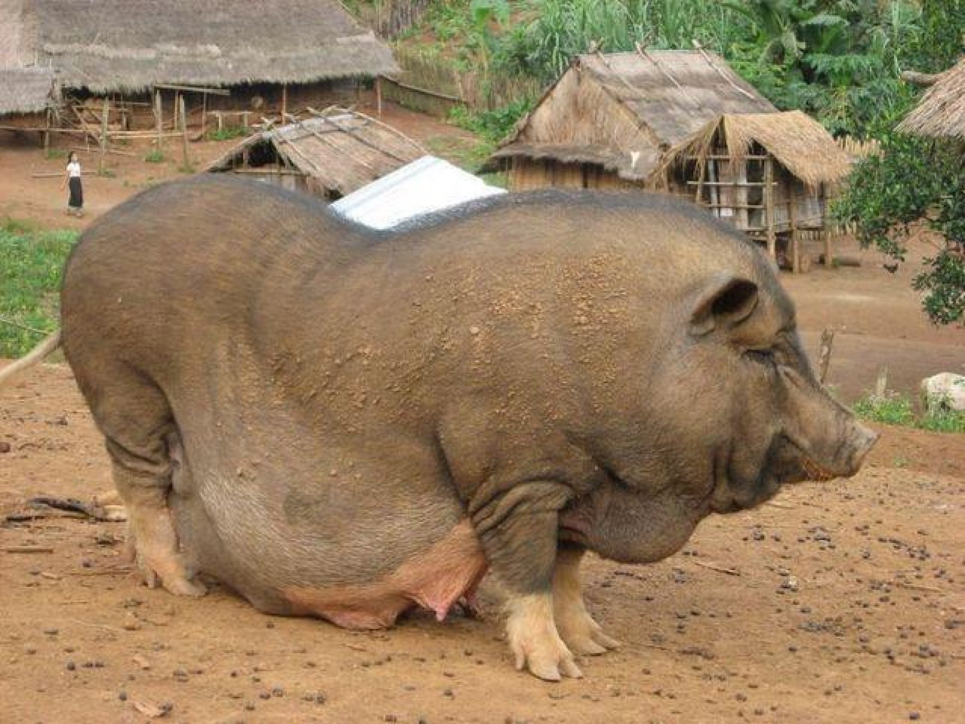 Гигантская толстухи. Самый большой свинья в мире. Самое толстое животное в мире.