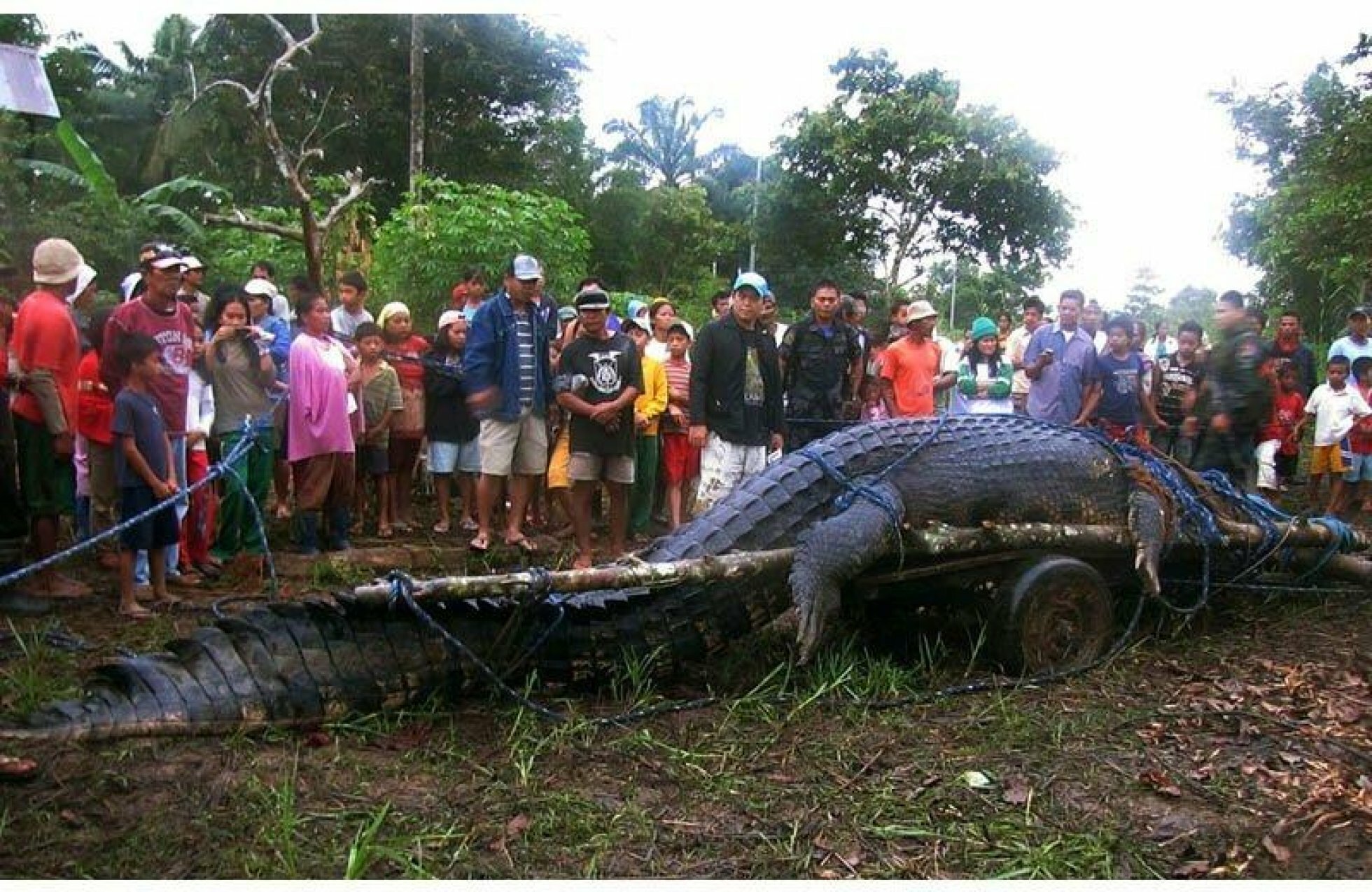Самый большой аллигатор. Гребнистые крокодилы-людоеды. Гигантский гребнистый крокодил людоед. Лолонг крокодил людоед. Гребнистый крокодил самый большой.