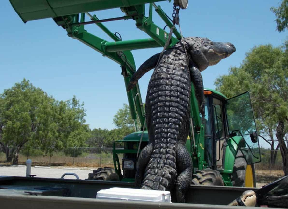 Самый большой Аллигатор в мире