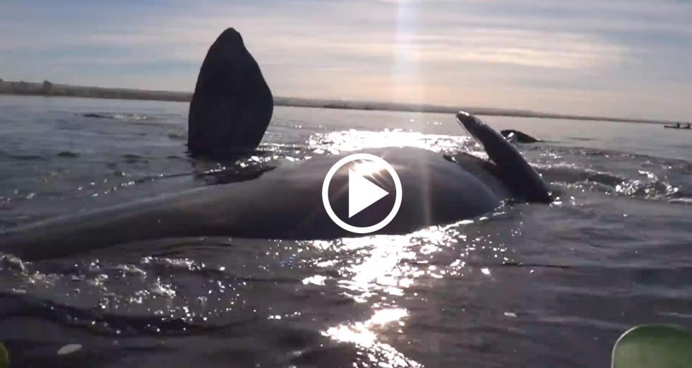 Kajakroere får en "ridetur" af en kæmpe hval