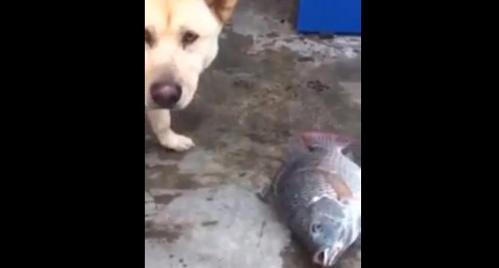 Hund med hjerte af guld prøver at redde fisk