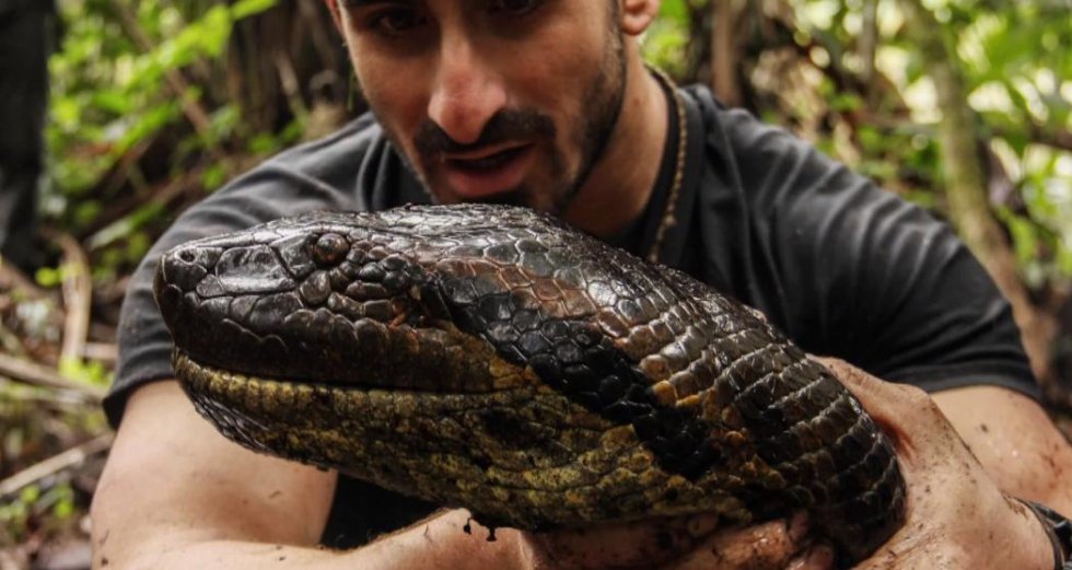 Foto: Discovery Channel  - Mand forsøger at blive spist af kæmpe anakonda