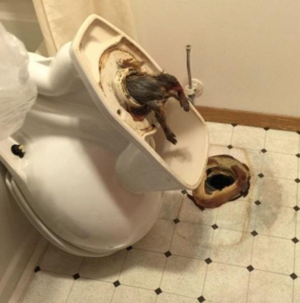 Reddit - WC-mareridt: Dette billede vil få dig til at droppe toiletbesøget senere