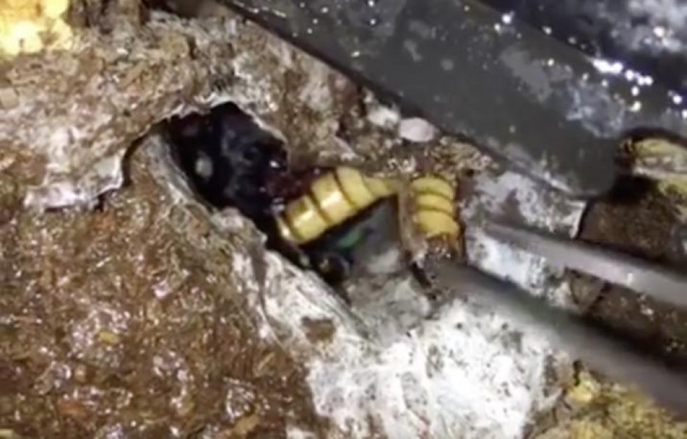Mand forsøger at trække klam larve ud af et hul: Herefter får han en skrækindjagende overraskelse