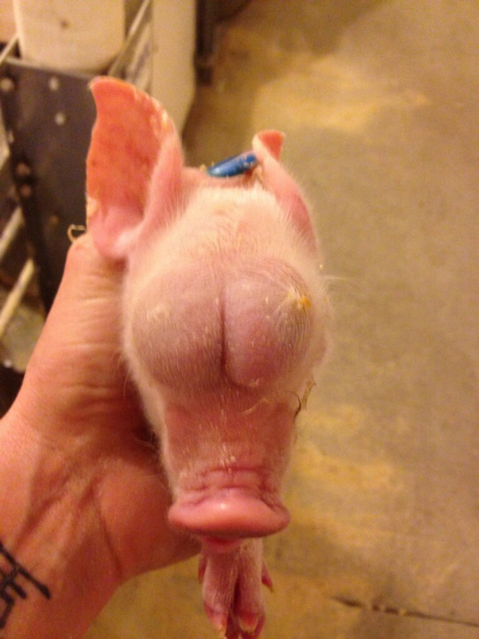 Imgur - Denne gris er født med testikler i stedet for øjne