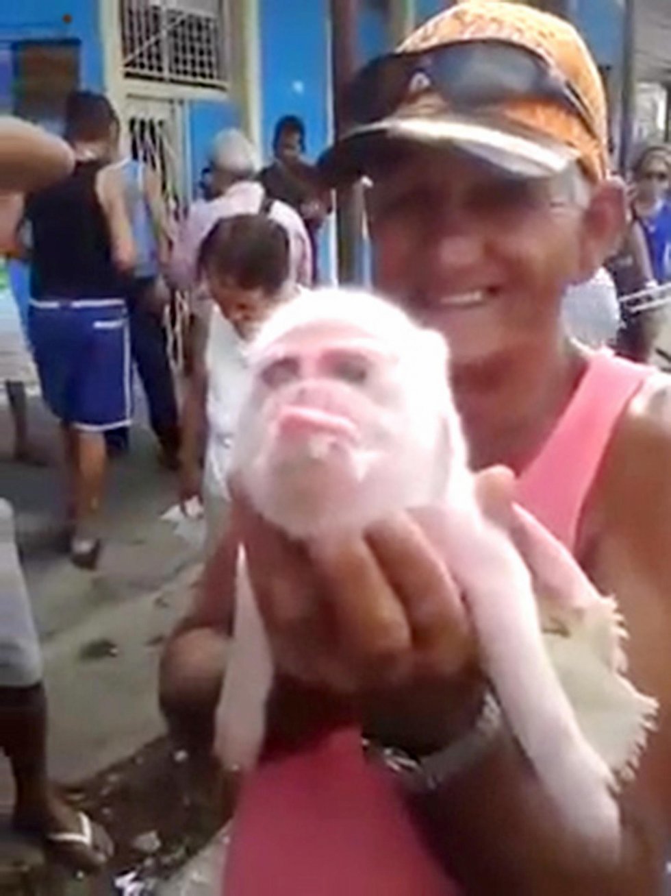 Denne gris er født med testikler i stedet for øjne