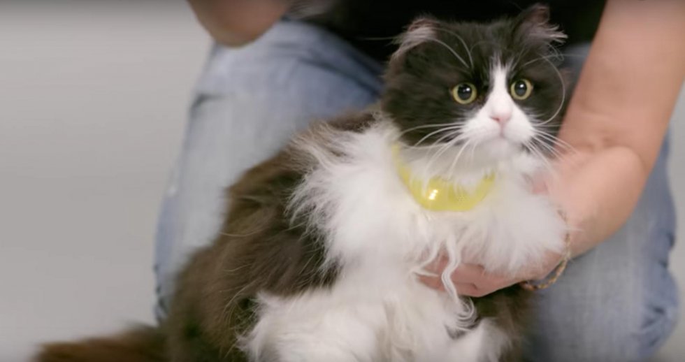 Det var kattens: Ny bizar opfindelse gør at din kat kan tale