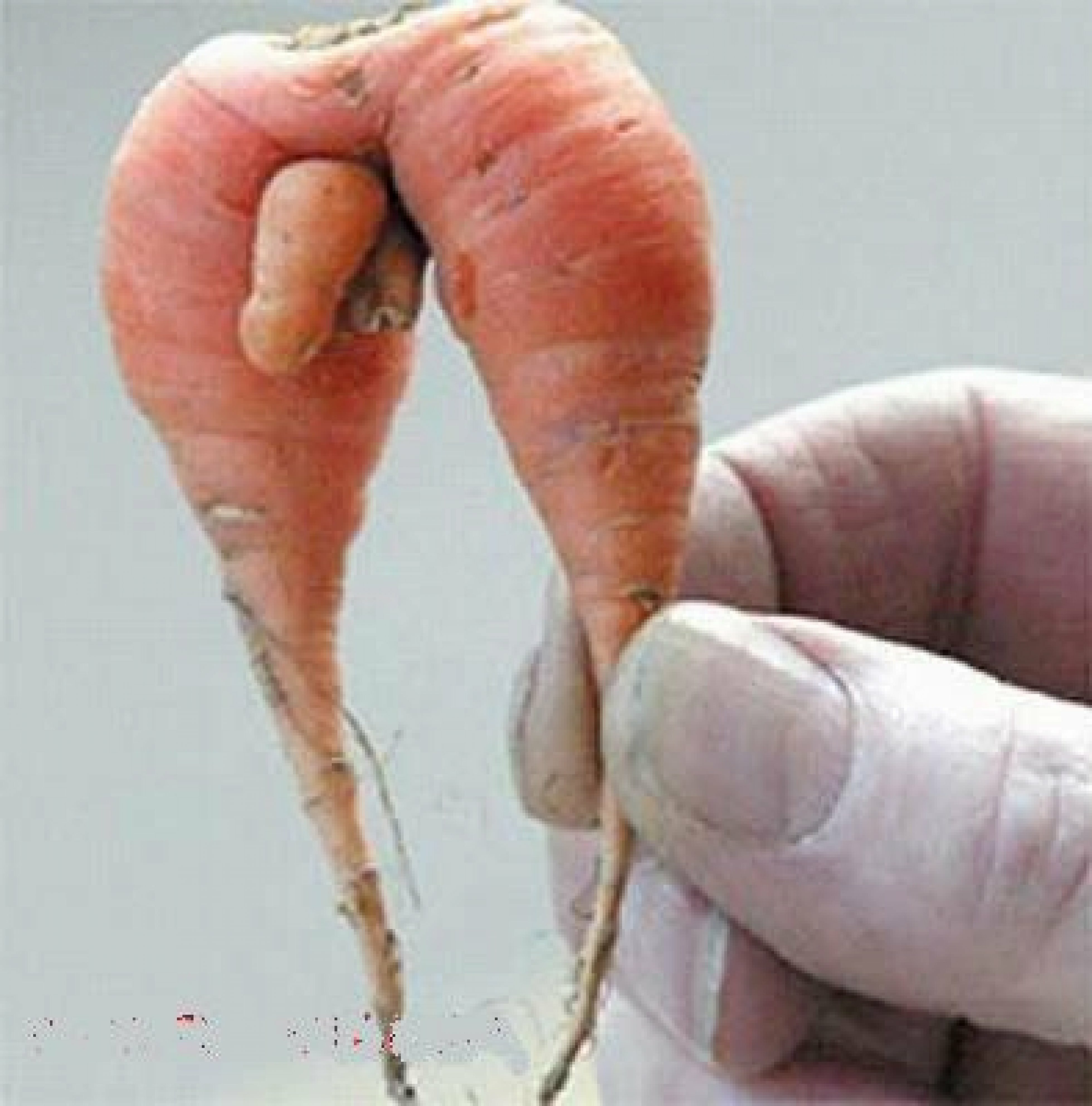 Вялая морковка