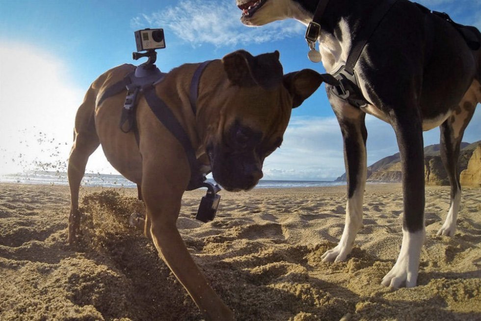 Genial gadget fodrer din hund, når du trykker på din mobiltelefon