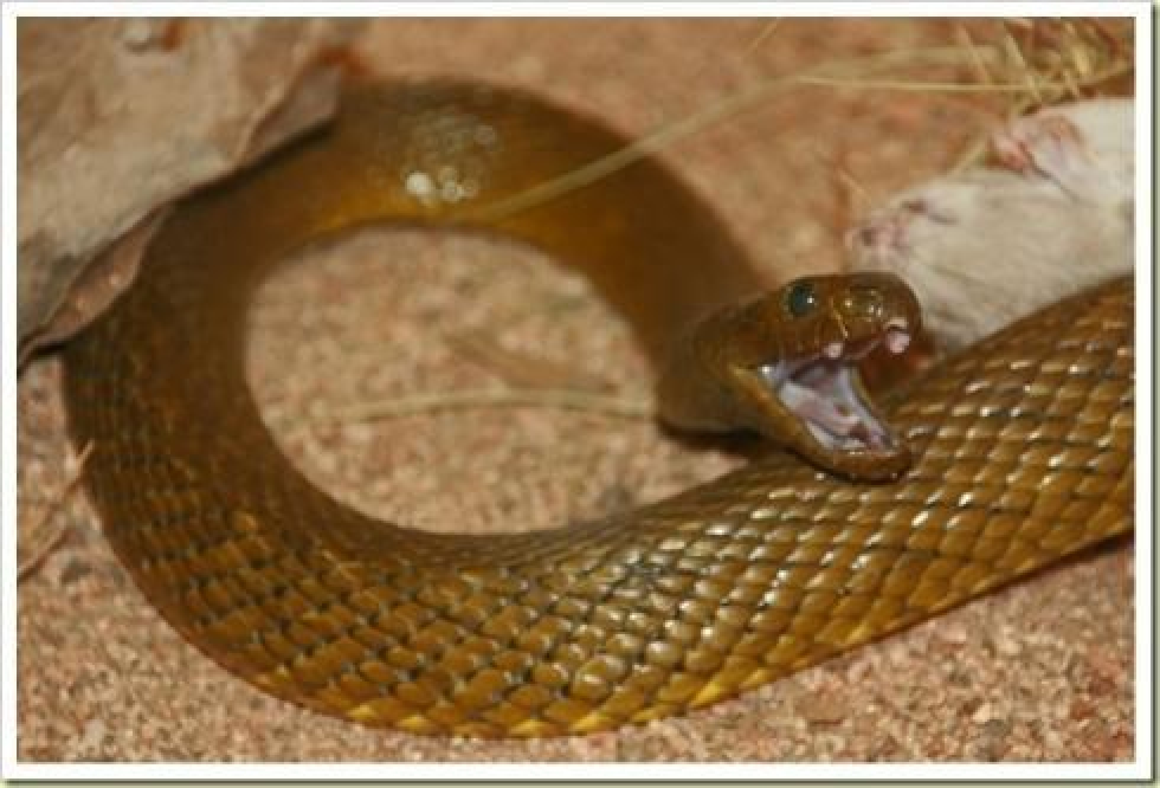 Мир про змей. Тайпан Маккоя змея. Ядовитая змея Тайпан. Австралийский Тайпан. Внутриматериковый Тайпан.