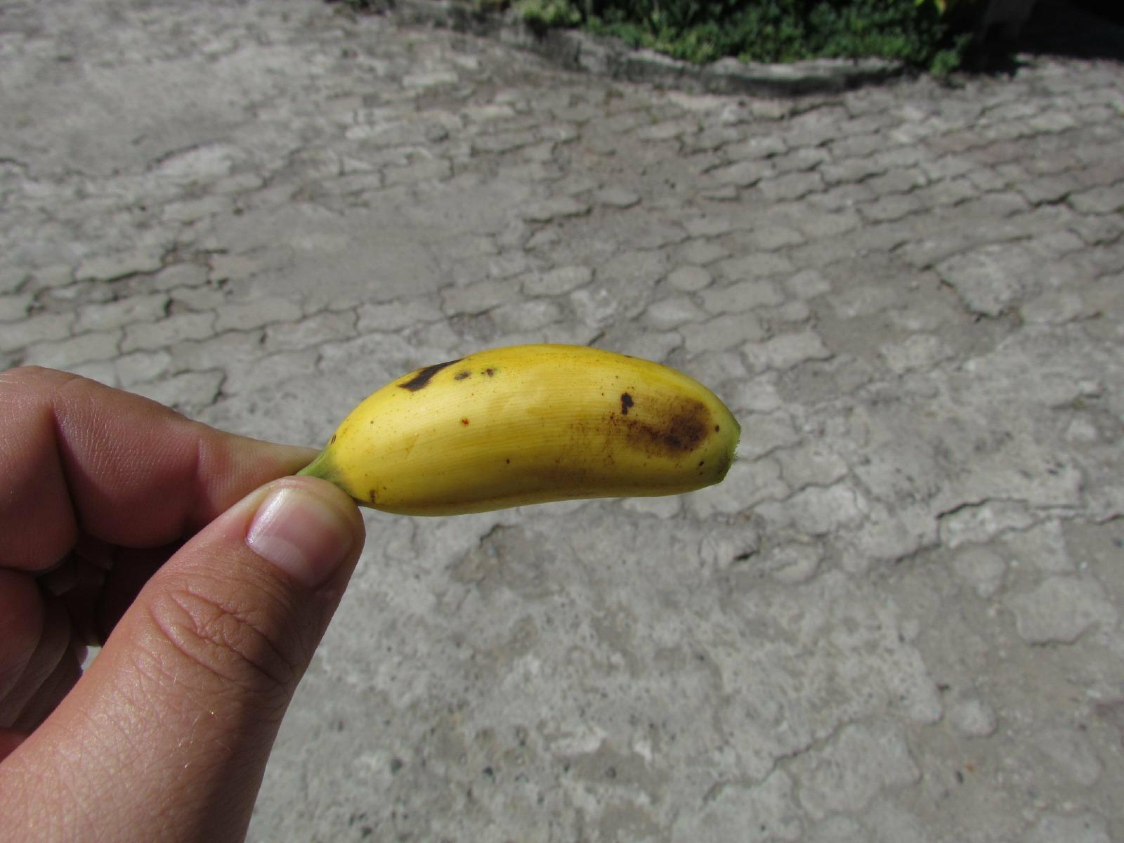 Micro penis. Маленькие бананы. Большой банан. Карликовый банан. Свмой большой банан.