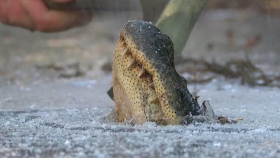 Sådan overlever alligatorer, hvis vandet fryser til is 