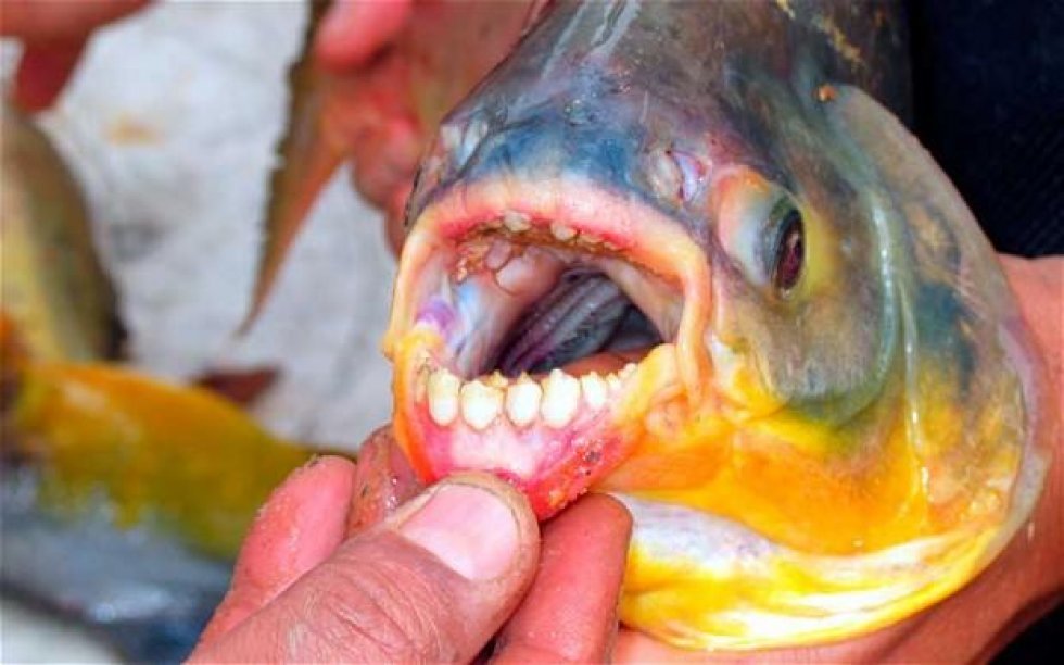 Aaaav! Klunke-knusende fisk fanget i amerikansk sø