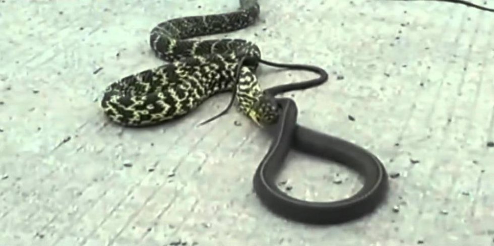 Se to kæmpe slanger i drabelig kamp, indtil den ene sluger den anden