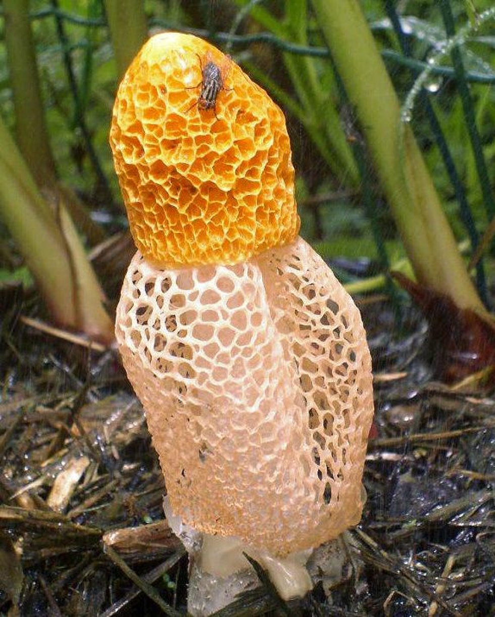 Her er svampen, der giver kvinder orgasme, når de lugter til den 