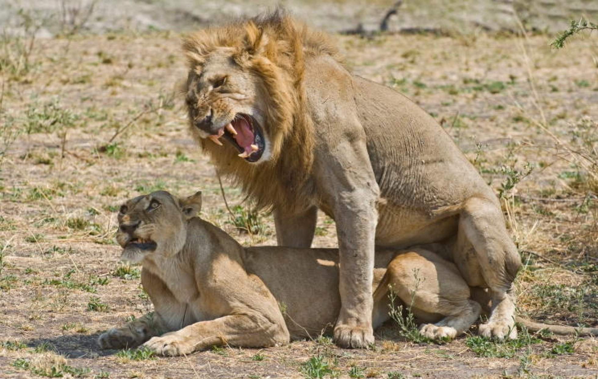 Самка гоняет самца. Животные спариваются. Львы совокупляются. Лев самка. Львы сношаются.